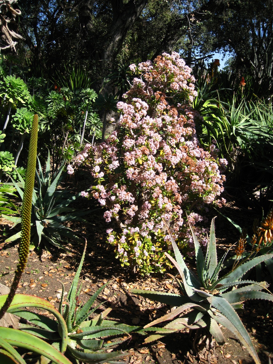 Visiting the Huntington Gardens 1/30/2013