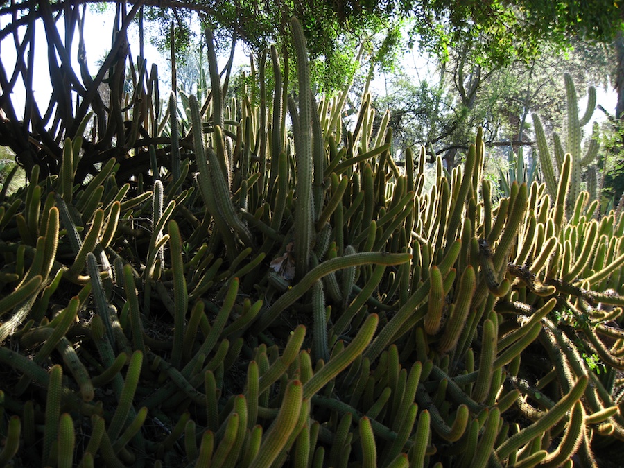 Visiting the Huntington Gardens 1/30/2013