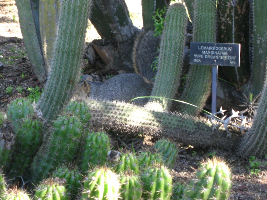 Visiting the Huntington Gardens 1/30/2013