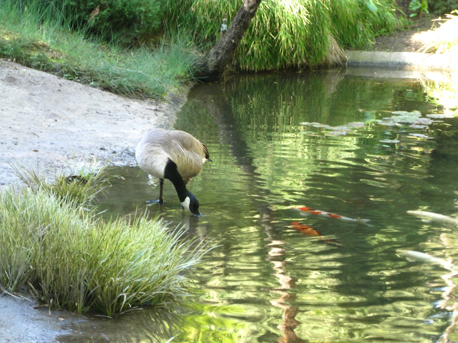 Visiting the Huntington Gardens 1/30/2013