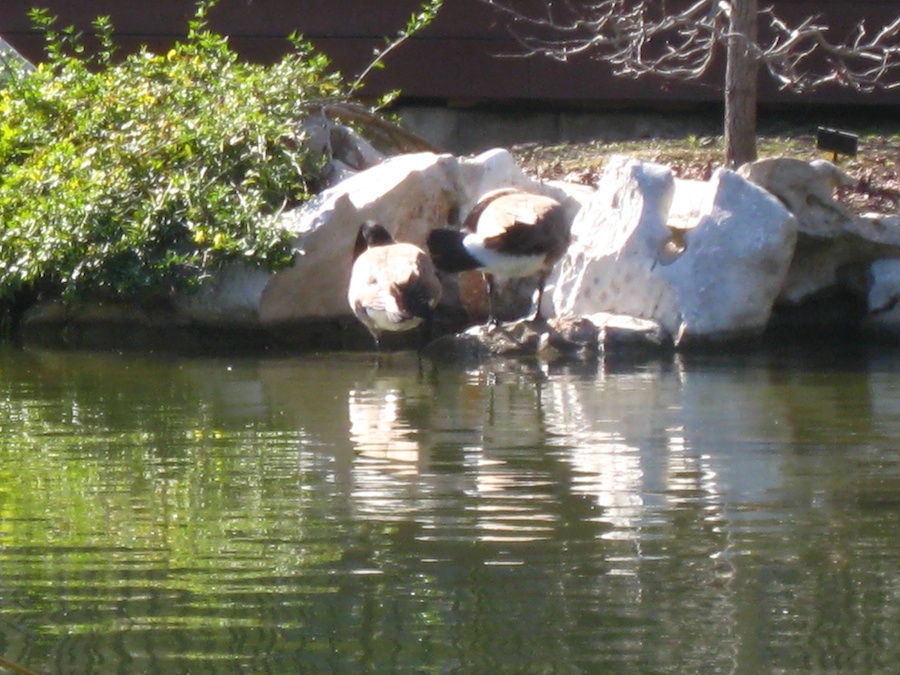 Visiting the Huntington Gardens 1/30/2013