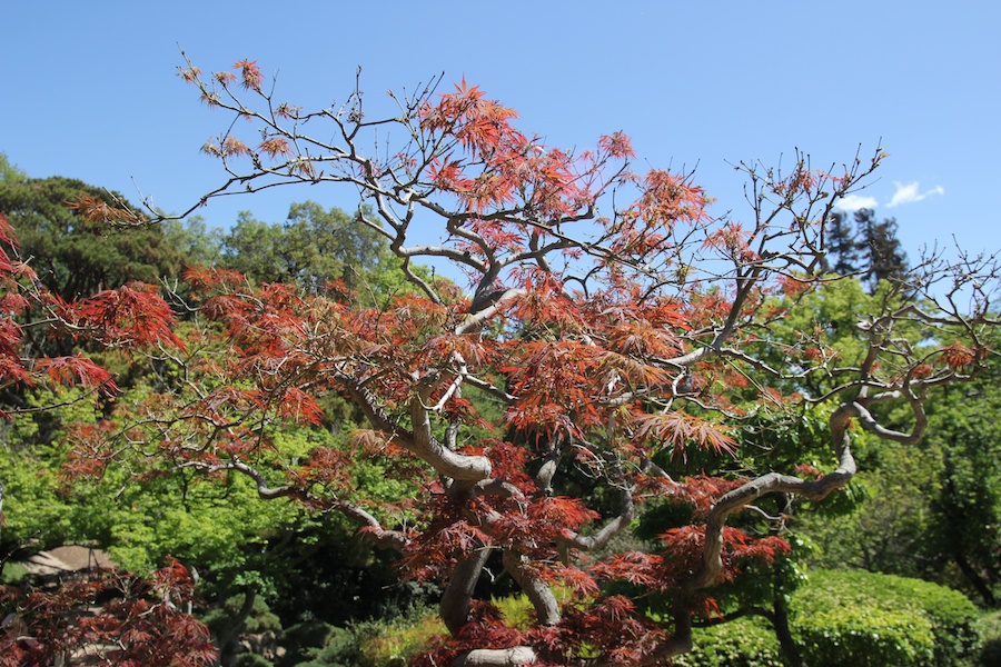 At the Huntington April 2013