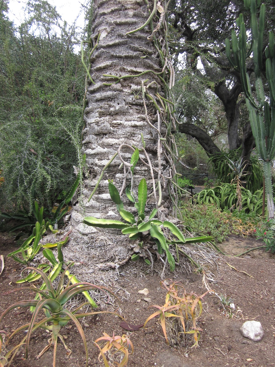 Huntington Gardens 10/9/2013