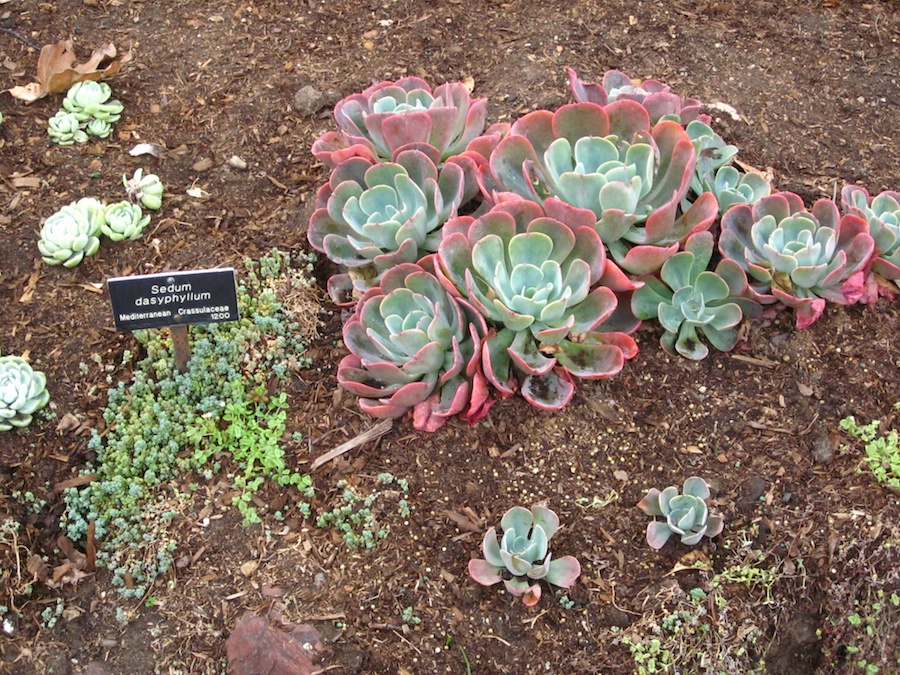 Huntington Gardens 10/9/2013