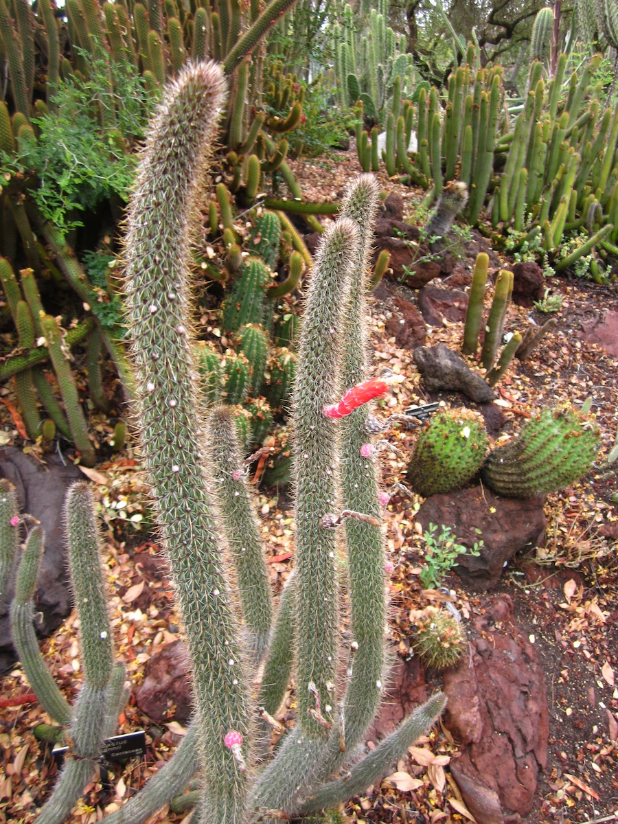 Huntington Gardens 10/9/2013