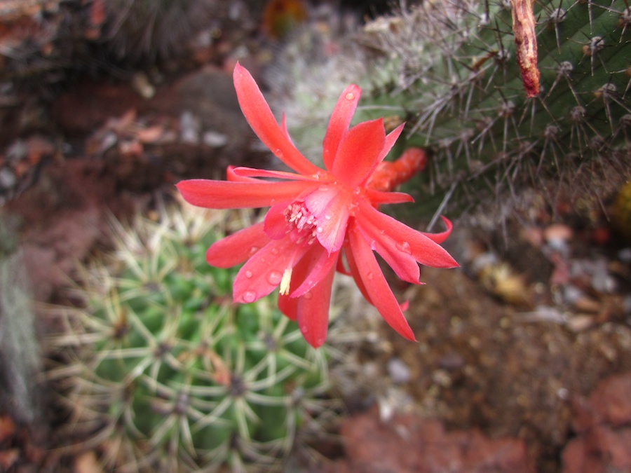 Huntington Gardens 10/9/2013