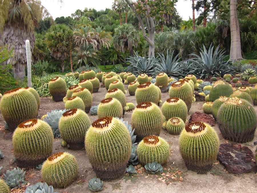 Huntington Gardens 10/9/2013