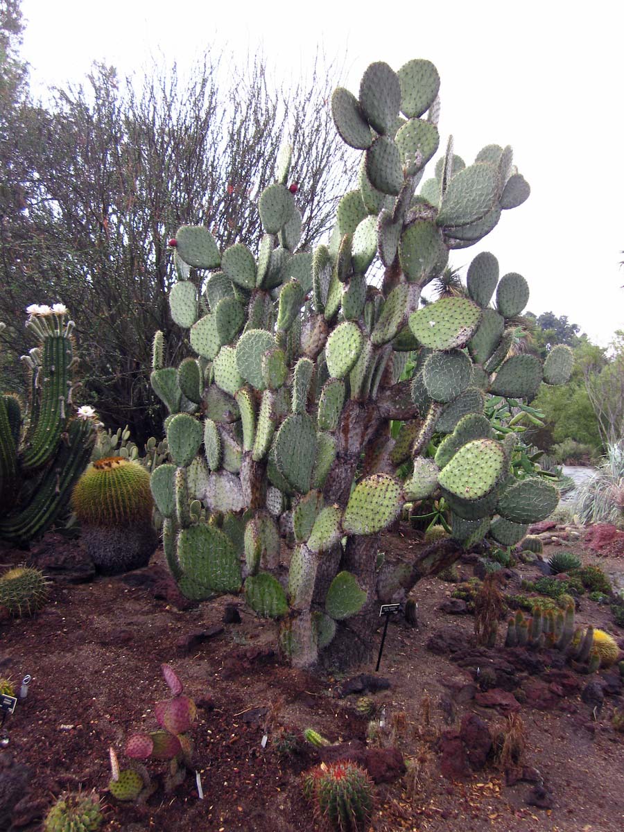 Huntington Gardens 10/9/2013