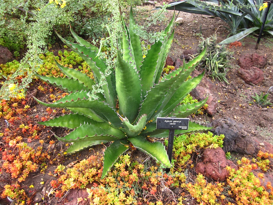 Huntington Gardens 10/9/2013