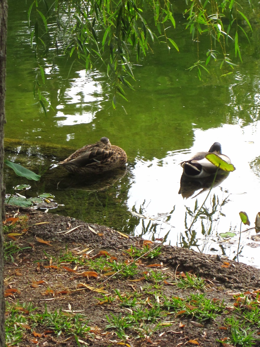 Huntington Gardens 10/9/2013