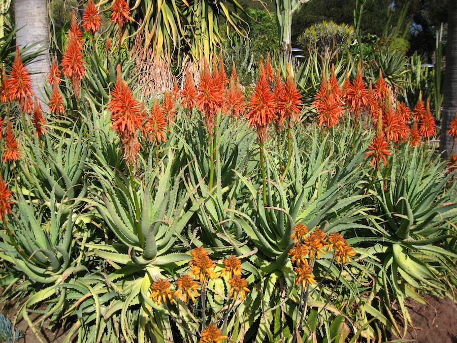 Huntington Library * Gardens visit December 2013