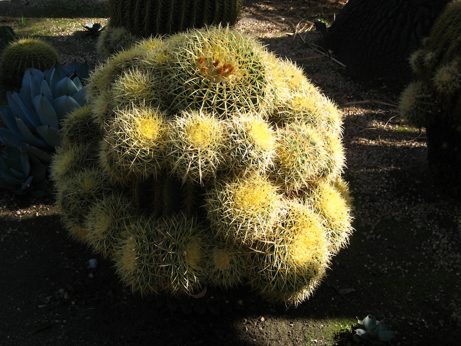 Huntington Library * Gardens visit December 2013