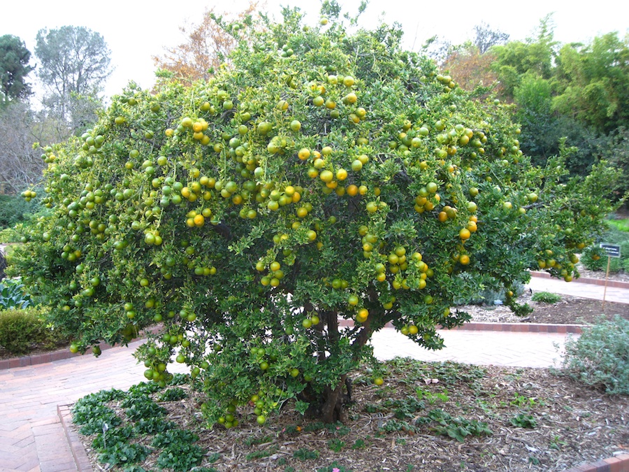 Huntington Library * Gardens visit December 2013