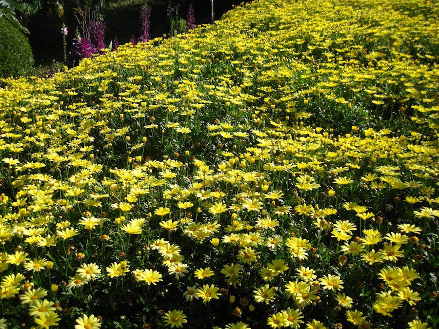 Visiting the Hungtington Gardens for a birthday celebration 2/23/2014