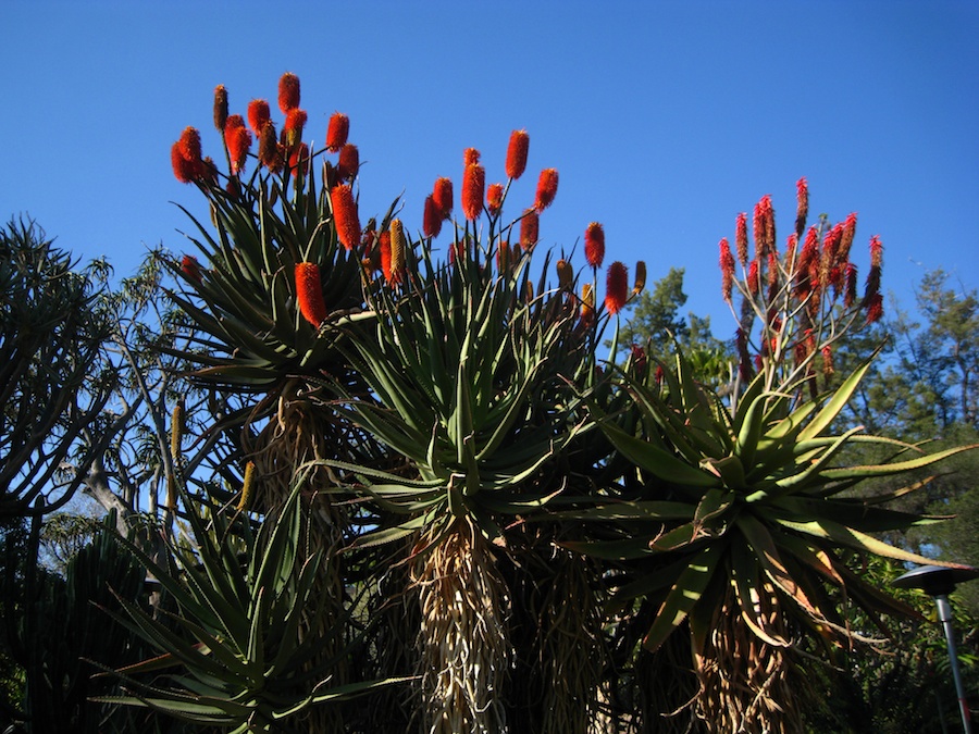 Visiting the Hungtington Gardens for a birthday celebration 2/23/2014