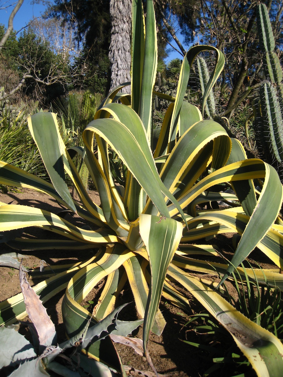 Visiting the Hungtington Gardens for a birthday celebration 2/23/2014