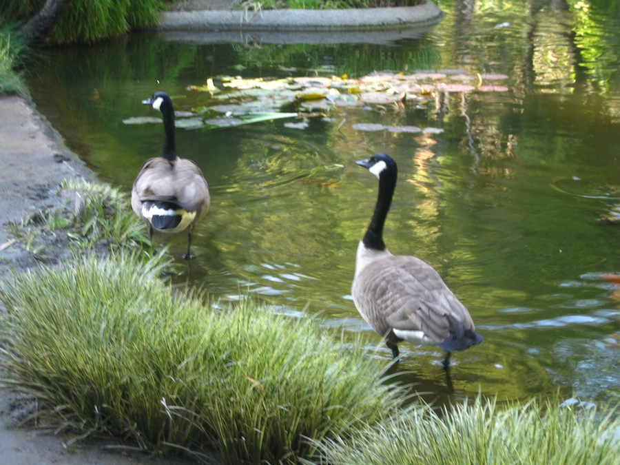 Visiting the Hungtington Gardens for a birthday celebration 2/23/2014