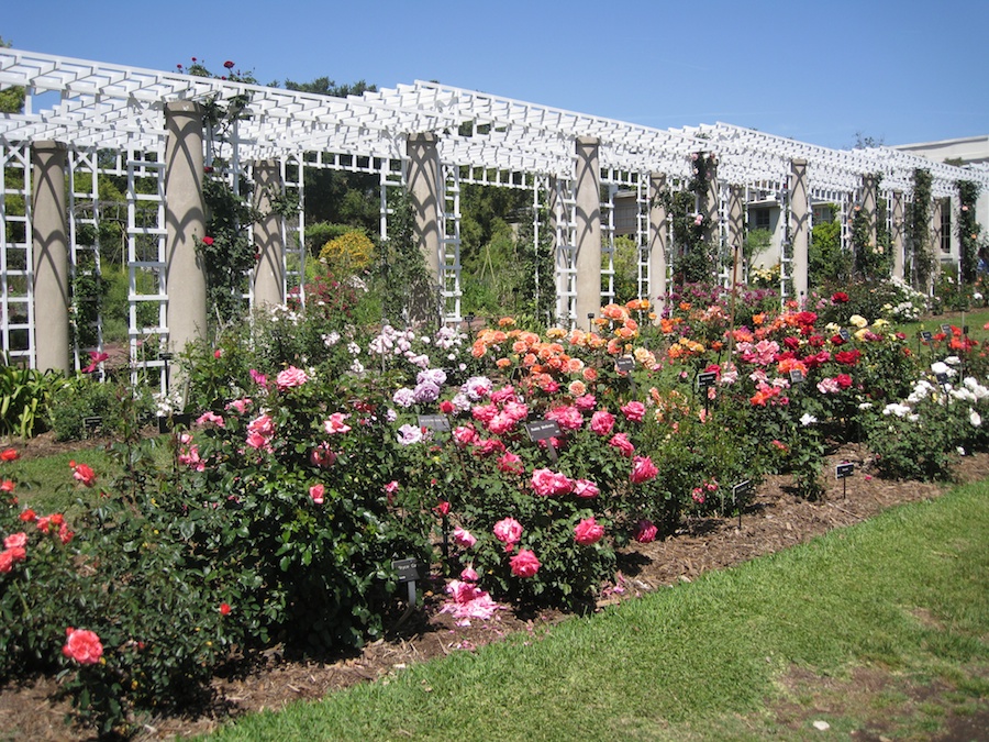 Huntington Gardens with the Porters 4/14/14