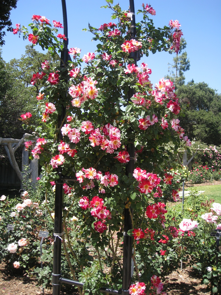 Huntington Gardens with the Porters 4/14/14