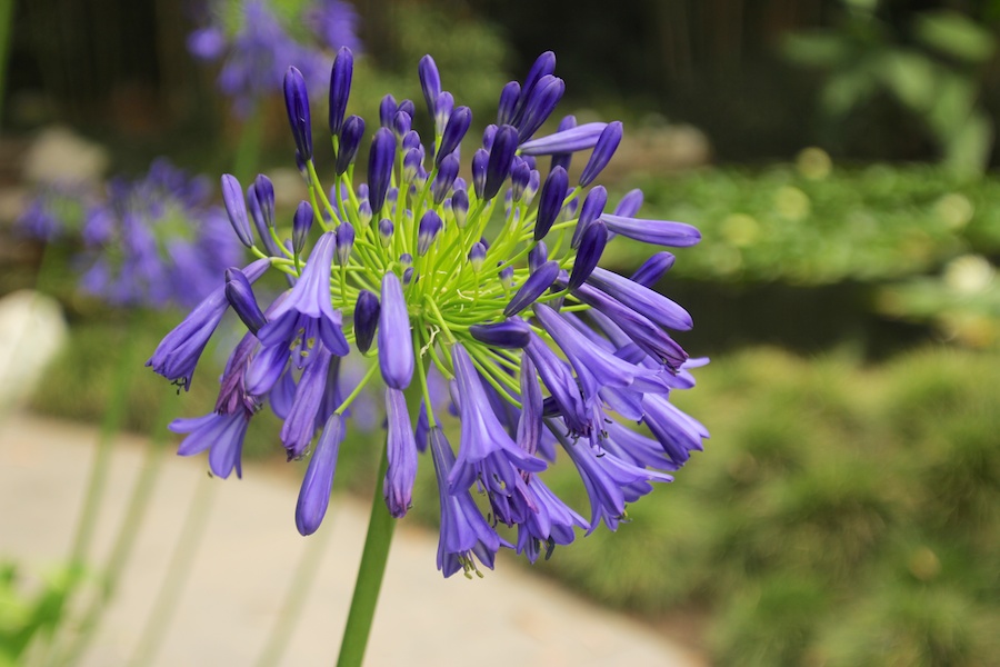 Birthday month visit to the Huntington July 2014