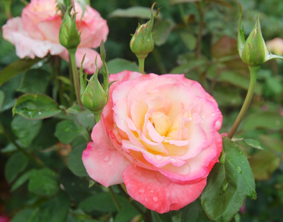 Birthday month visit to the Huntington July 2014
