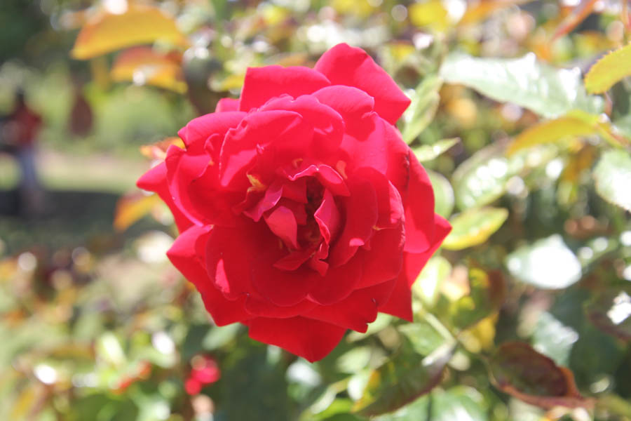 A walk iat the Huntington 7/13/2015
