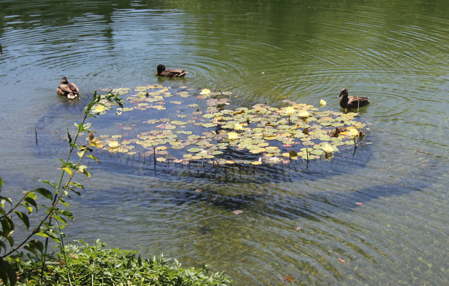 Visiting the Huntington Gardens July 13th 2015 with Charlotte and Greg