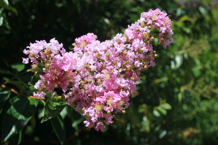 Visiting the Huntington Gardens July 13th 2015 with Charlotte and Greg