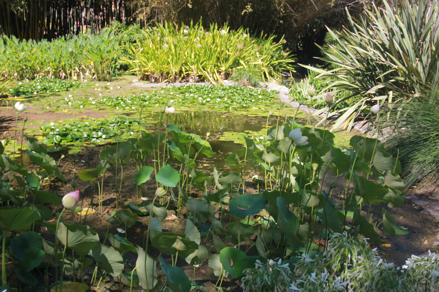 Visiting the Huntington Gardens July 13th 2015 with Charlotte and Greg