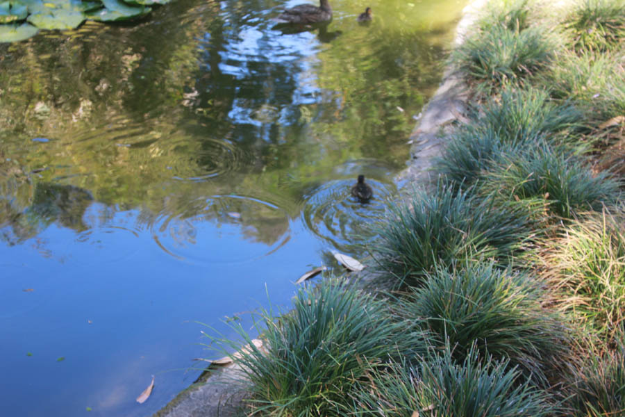 Visiting the Huntington Gardens July 13th 2015 with Charlotte and Greg