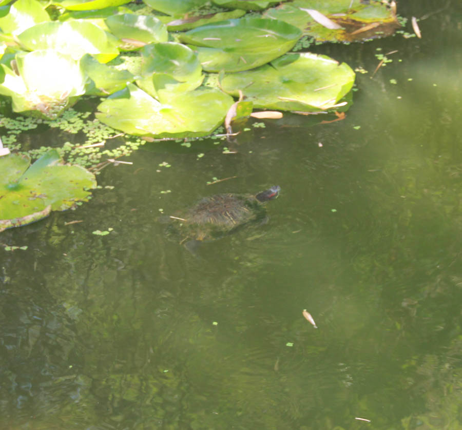 Visiting the Huntington Gardens July 13th 2015 with Charlotte and Greg