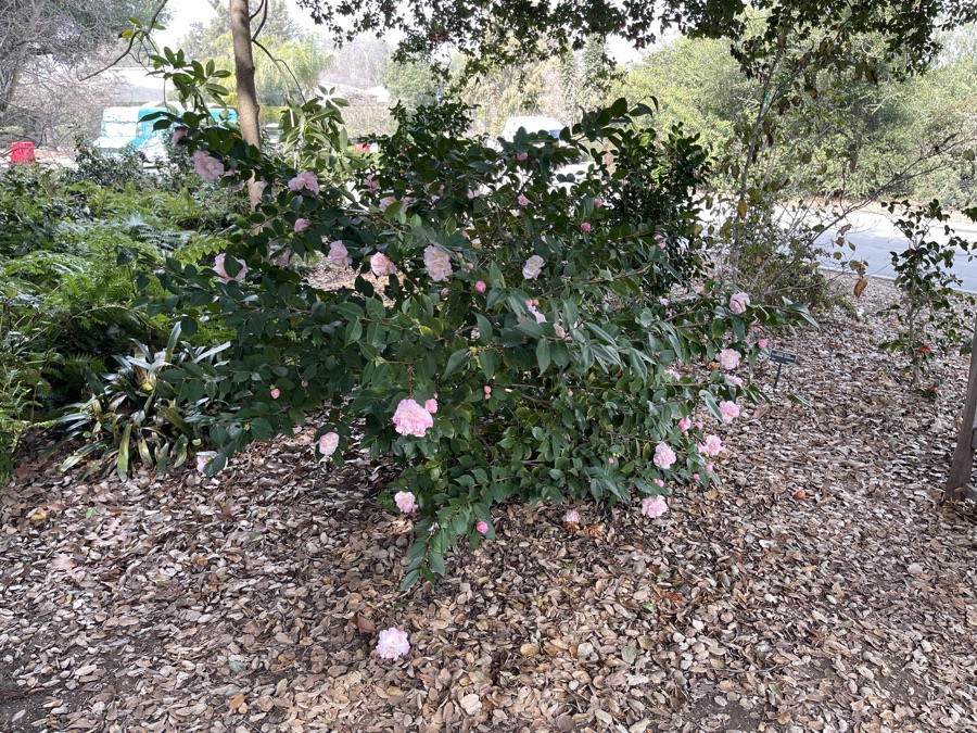 Celebrating Chinese New Year At Huntington Gardens 2/5/2023