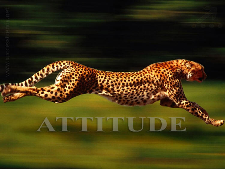 wallpaper quotes on attitude. wallpapers of quotes on