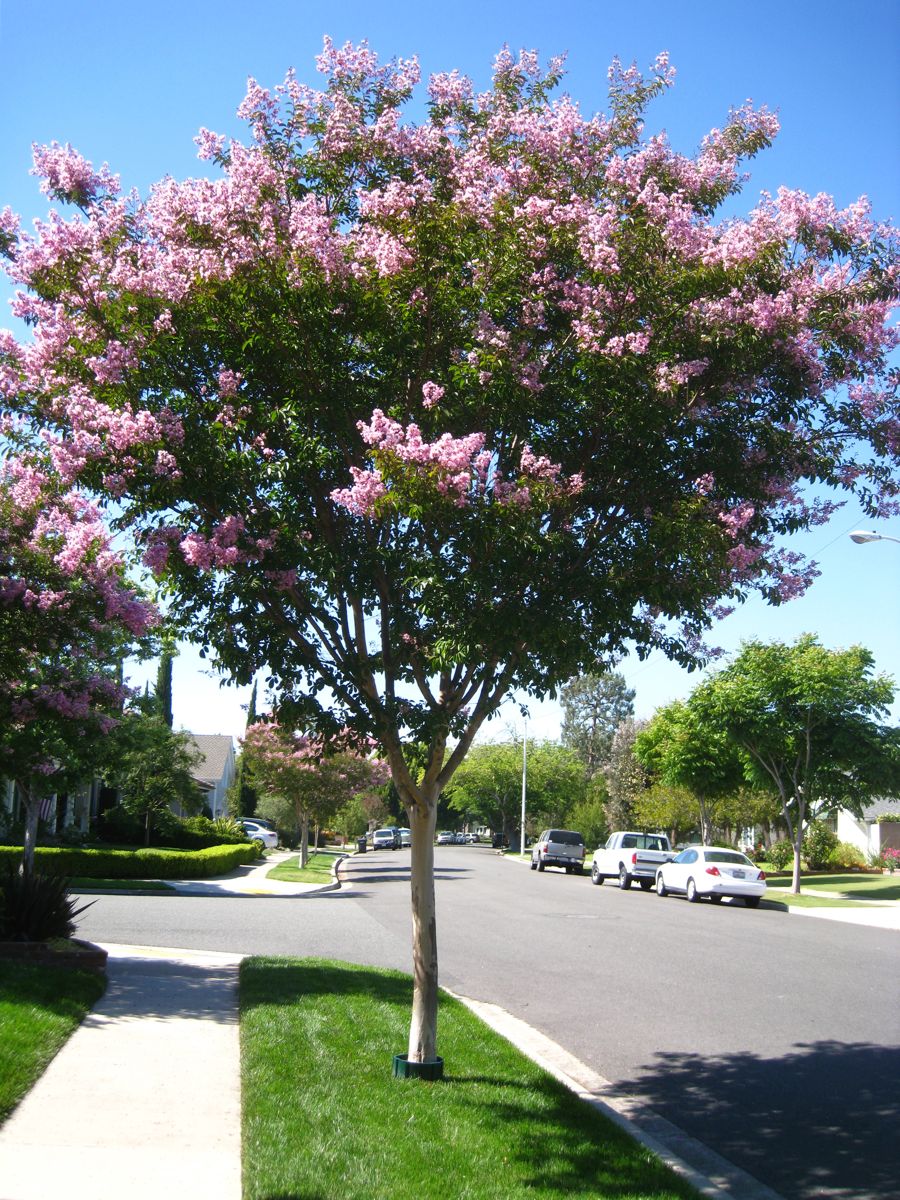 Walking around Rossmoor