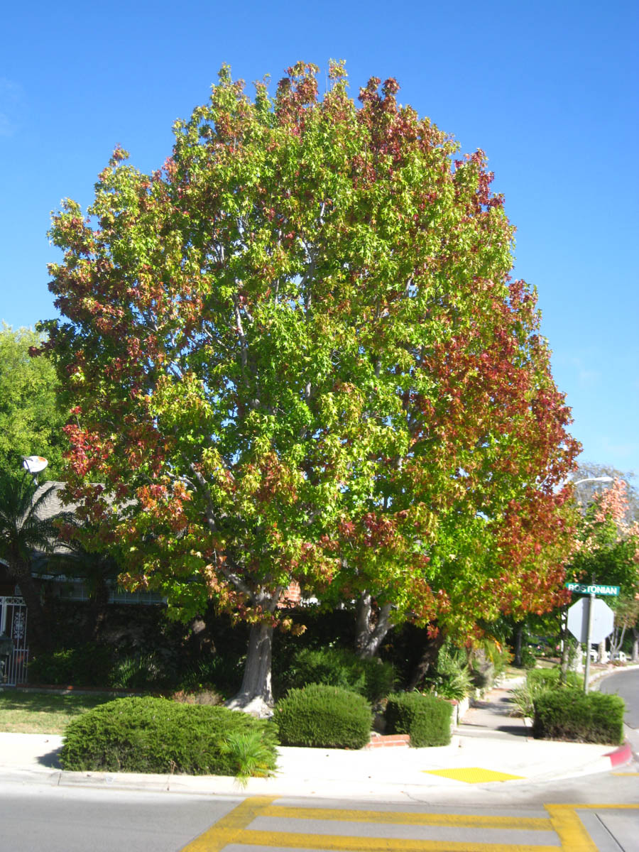 Walking in Rossmoor August 2015