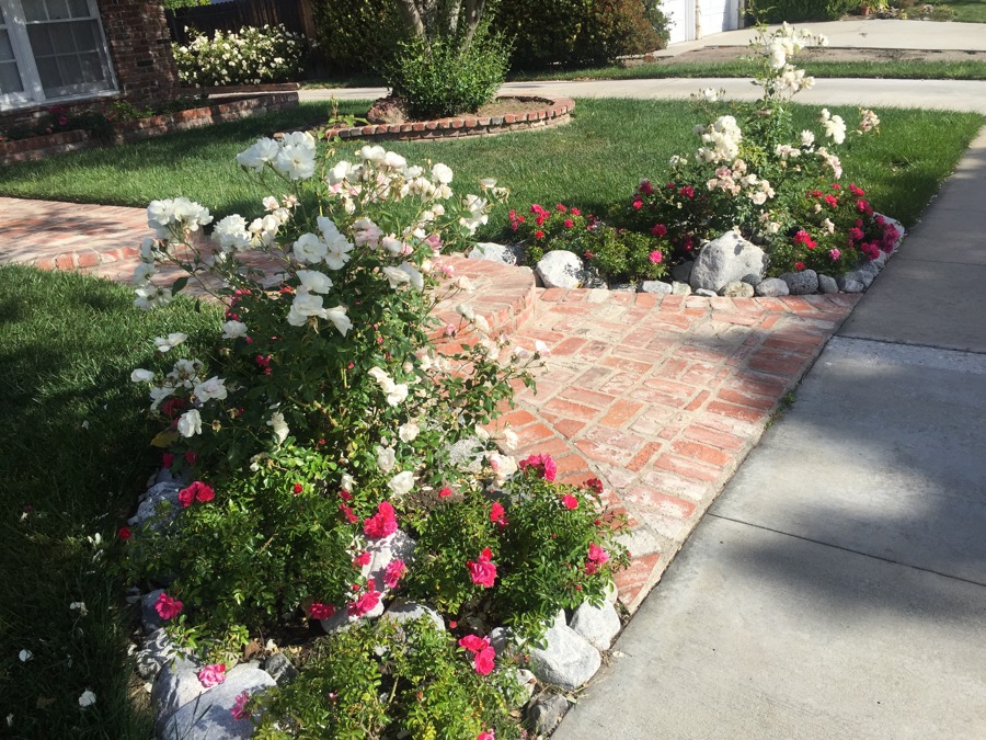 Walking Rossmoor in April 2016