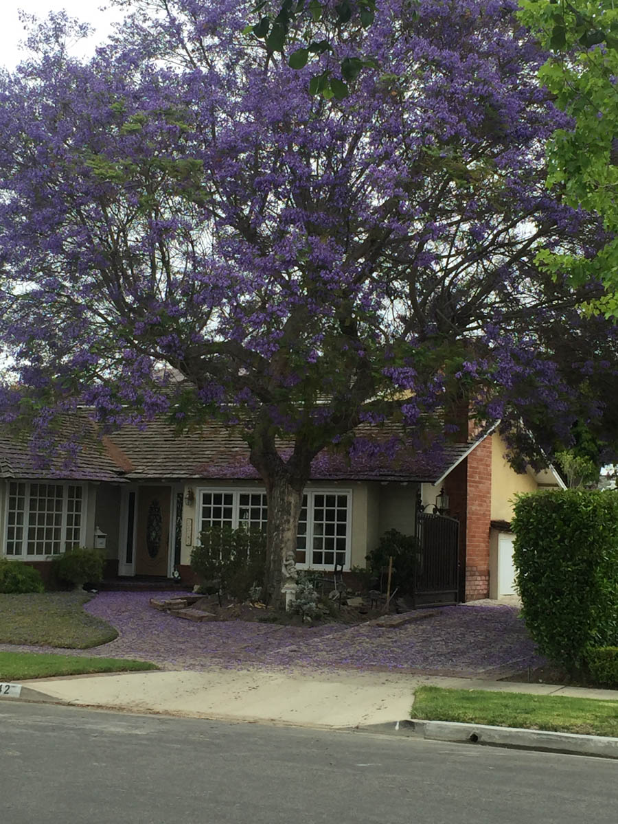 Walking in Rossmoor May 2016