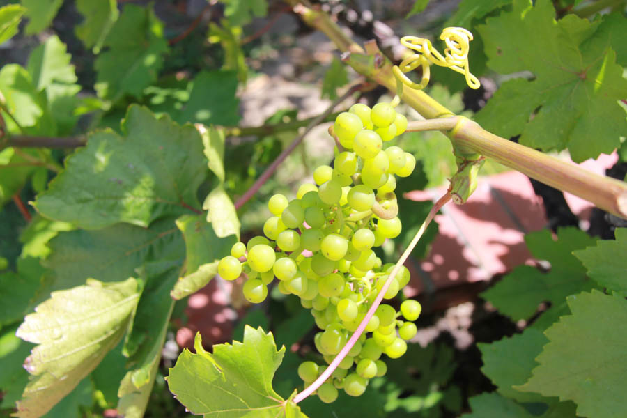 Walking in Rossmoor June 3rd 2016