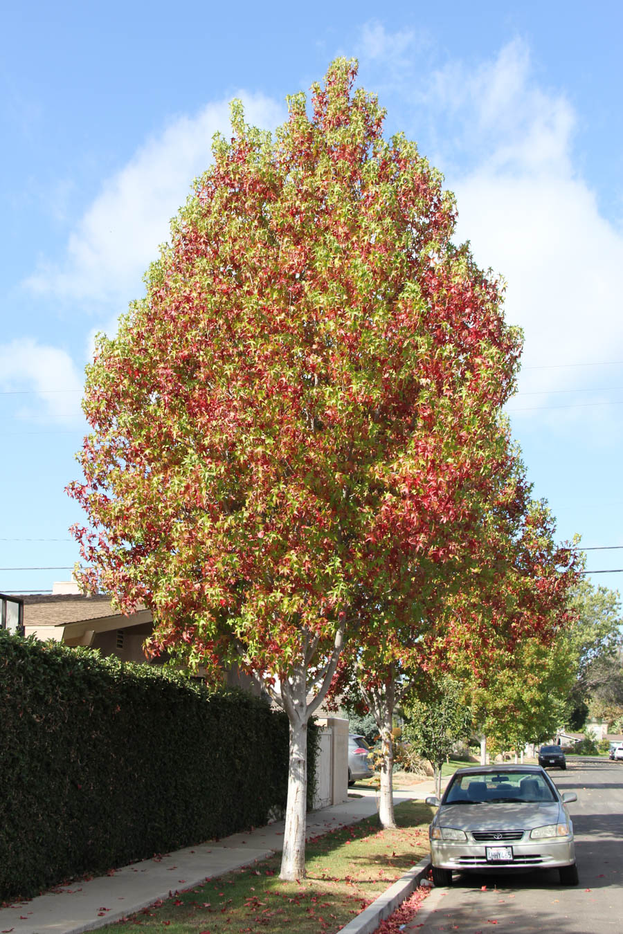 Walking around Rossmoor during October 2016 can be an adventure!