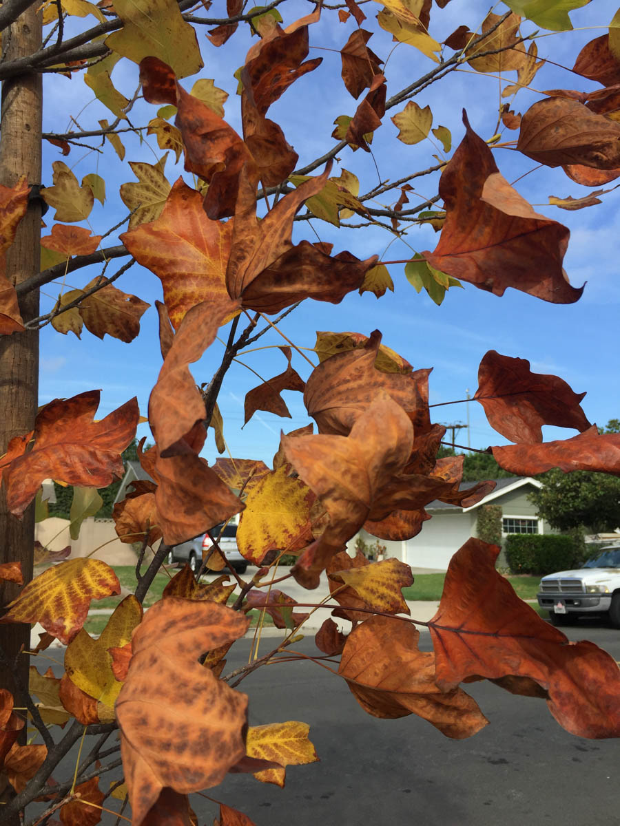 Walking in Rossmoor in October 2016