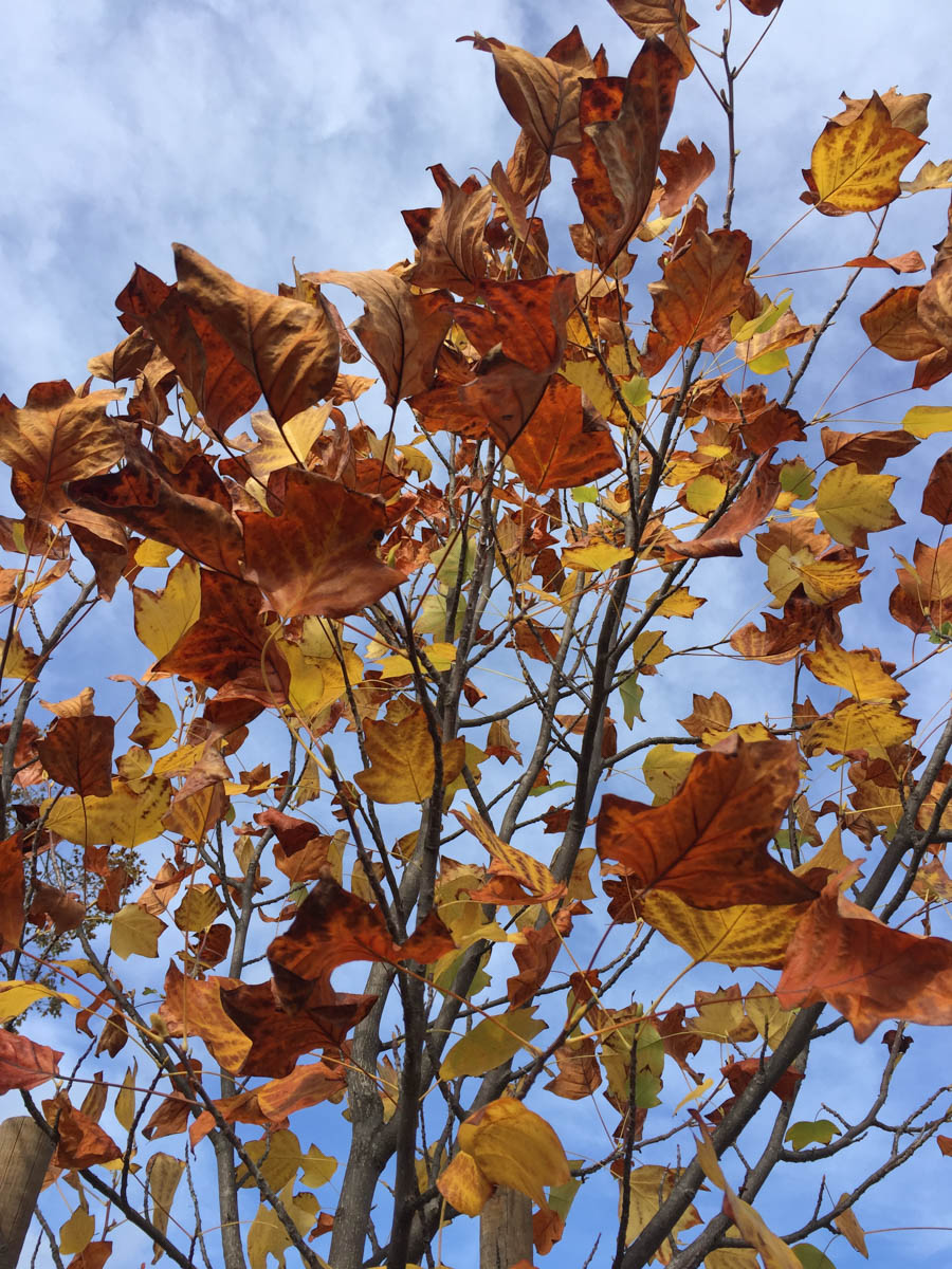 Walking in Rossmoor in October 2016