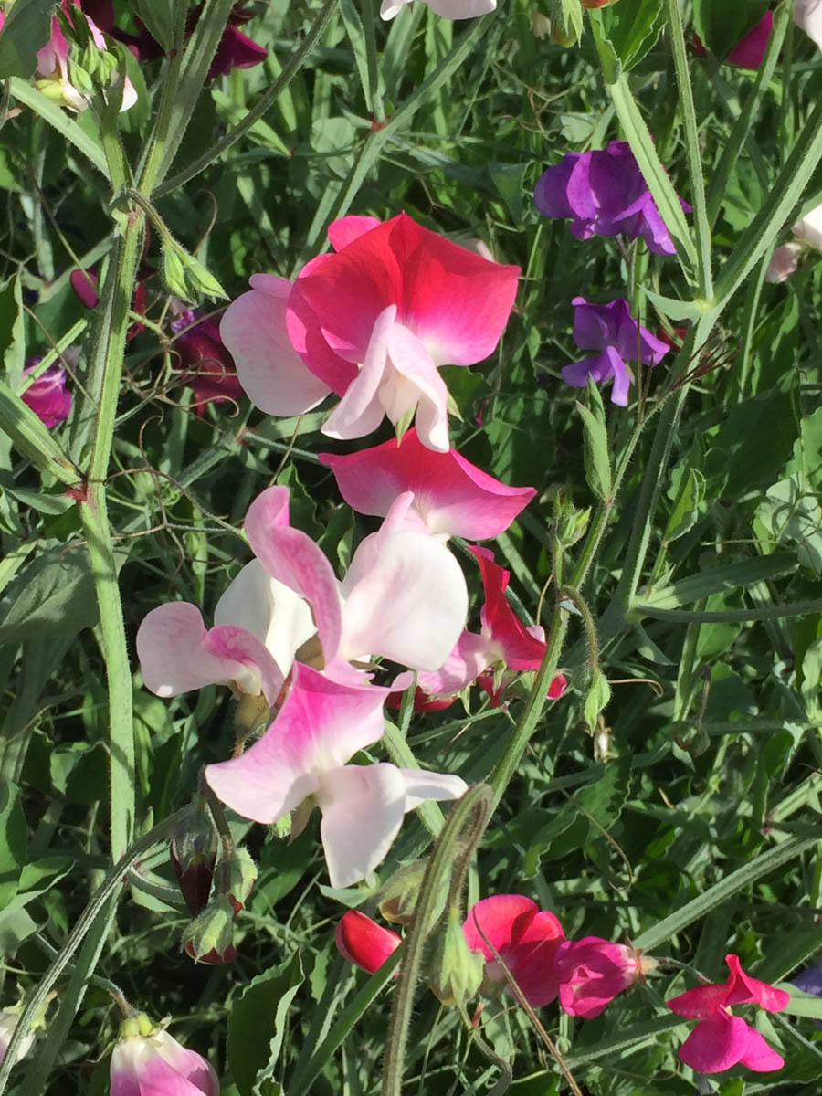 Walking 4/5/2017 amongst the flowers