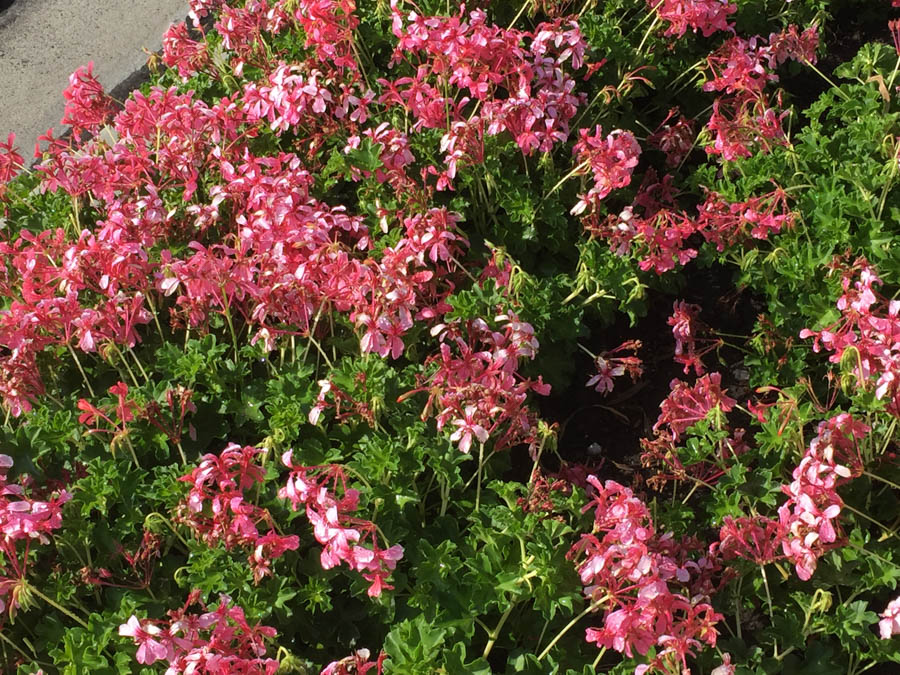 Walking 4/5/2017 amongst the flowers