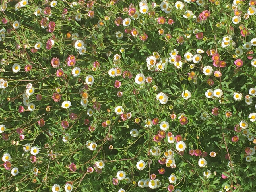 Walking 4/5/2017 amongst the flowers