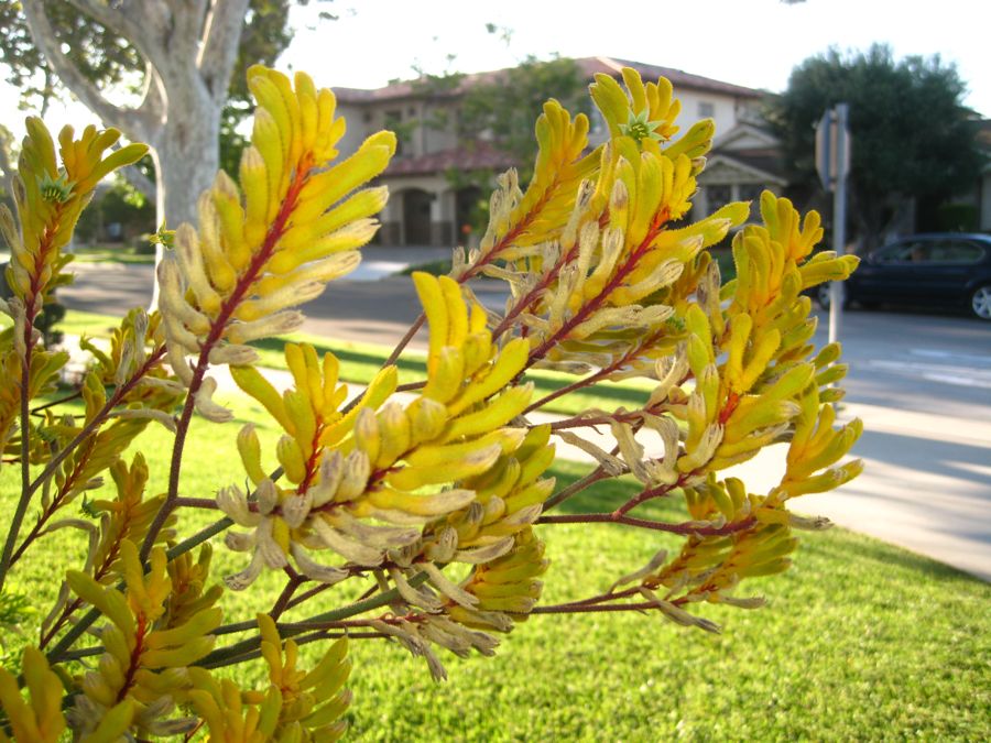 Walking around Rossmoor