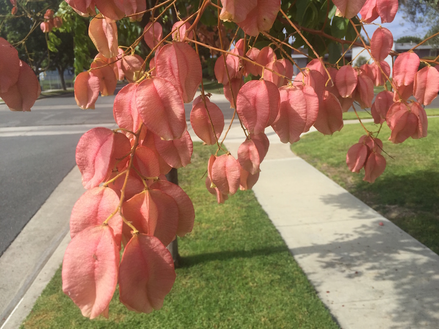 Walking in Rossmoor August 2015