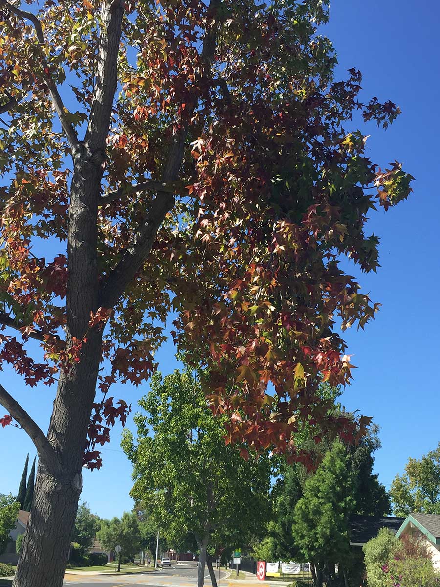 Walking in Rossmoor August 2015