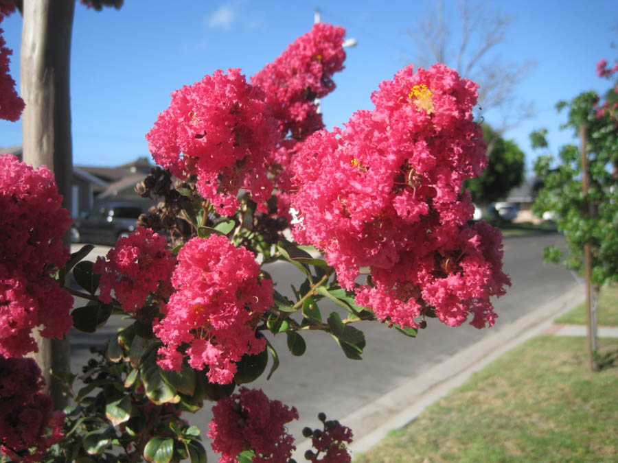 Walking in Rossmoor August 2015