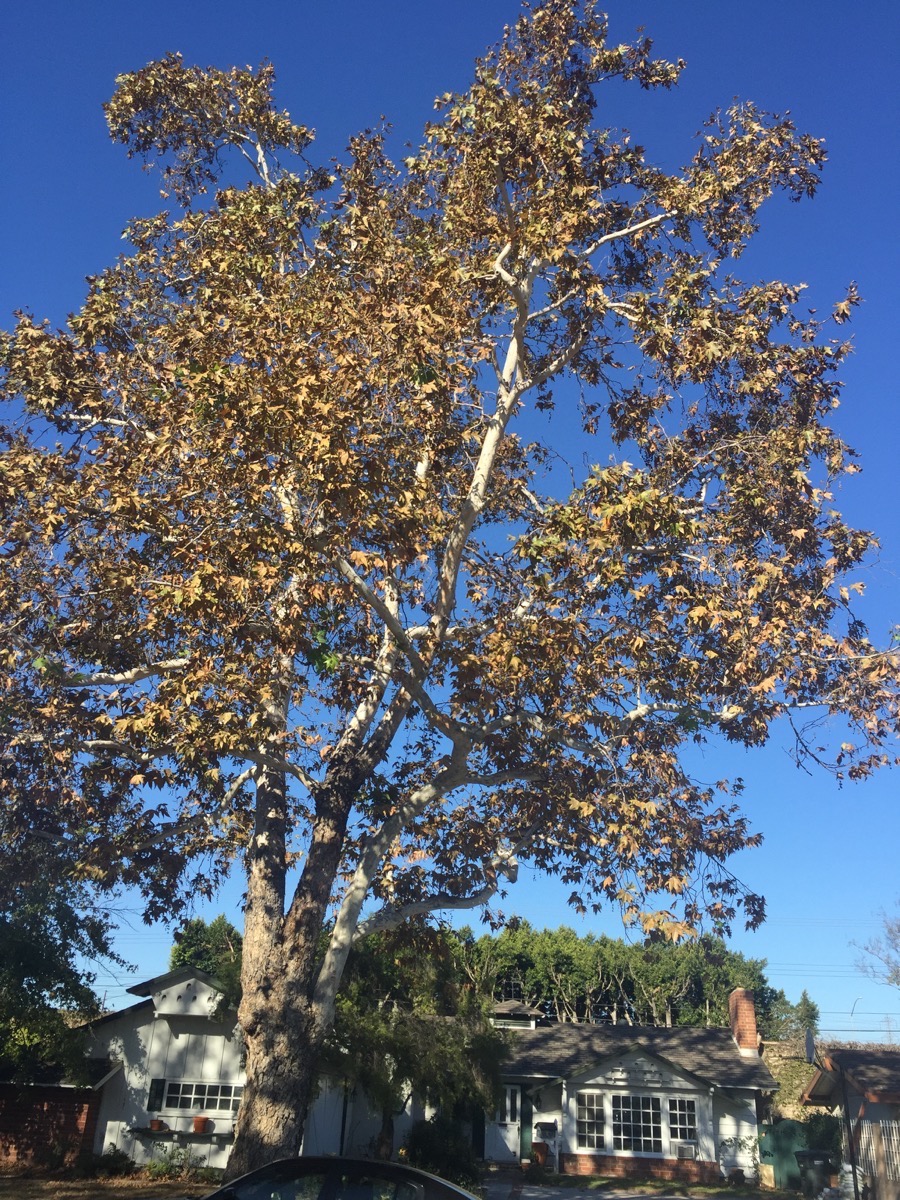 Walking in Rossmoor November 2015