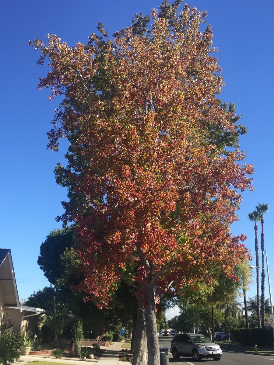 Walking in Rossmoor November 2015